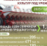 На Кубани стартовала посевная кампания яровых культур - Зори